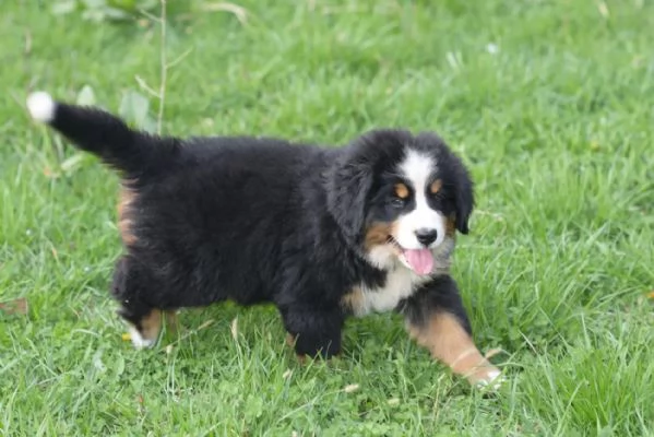 cucciolo cuccioli sani di bovaro del bernese