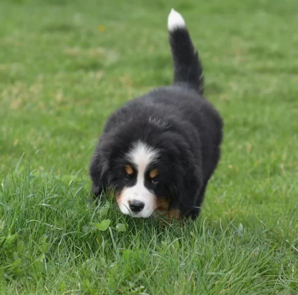 cucciolo cuccioli sani di bovaro del bernese | Foto 0