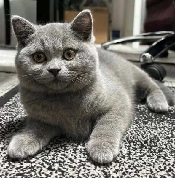Regalo due cucciole british shorthair | Foto 3