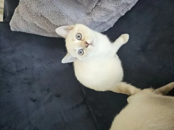 Regalo due cucciole british shorthair | Foto 2