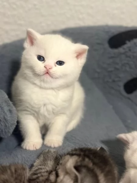 Regalo due cucciole british shorthair | Foto 1