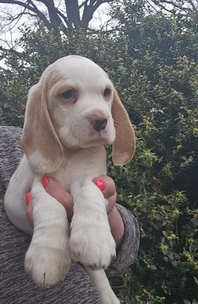 BEAGLE Carini e fantastici Cuccioli | Foto 2