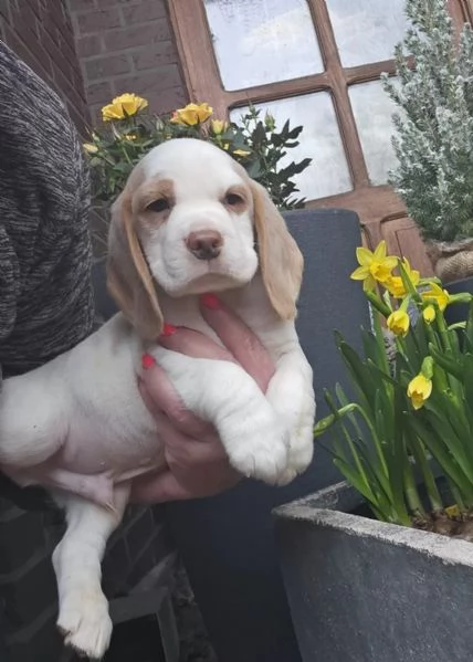 BEAGLE Carini e fantastici Cuccioli | Foto 1