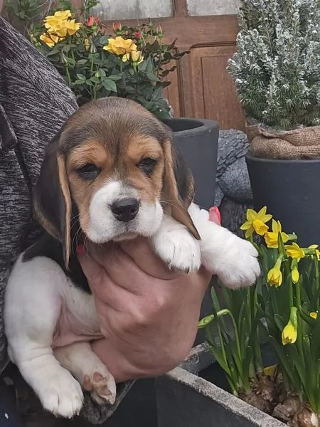 BEAGLE Carini e fantastici Cuccioli | Foto 0