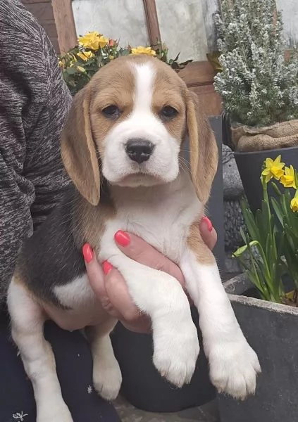 BEAGLE Carini e fantastici Cuccioli