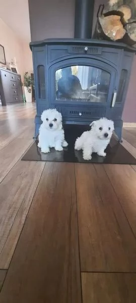 West Highland White Terrier (Westie - Westy) Cuccioli Pedigree | Foto 3