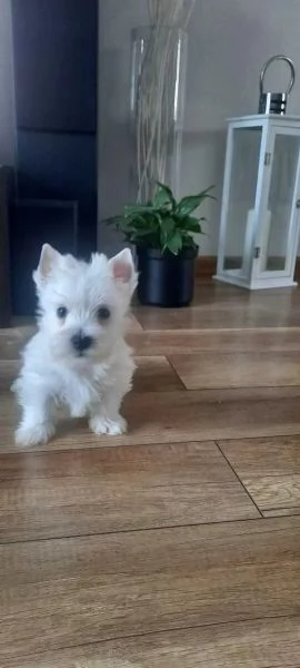 West Highland White Terrier (Westie - Westy) Cuccioli Pedigree