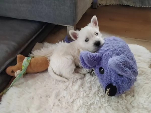 West Highland White Terrier (Westie - Westy) Cuccioli Pedigree | Foto 1