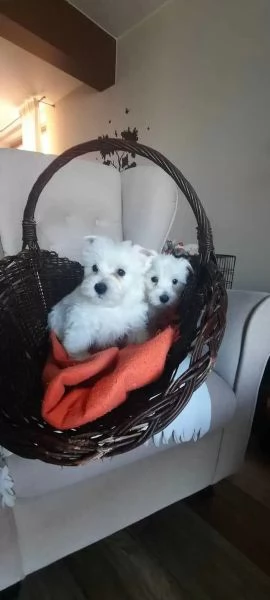 West Highland White Terrier (Westie - Westy) Cuccioli Pedigree | Foto 0