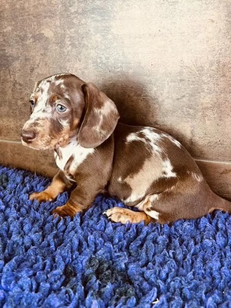 Adorabili cuccioli di Bassotto ideali per bambini e famiglie