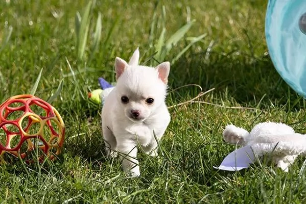 Meravigliosi maschietti chihuahua con pedigree | Foto 2