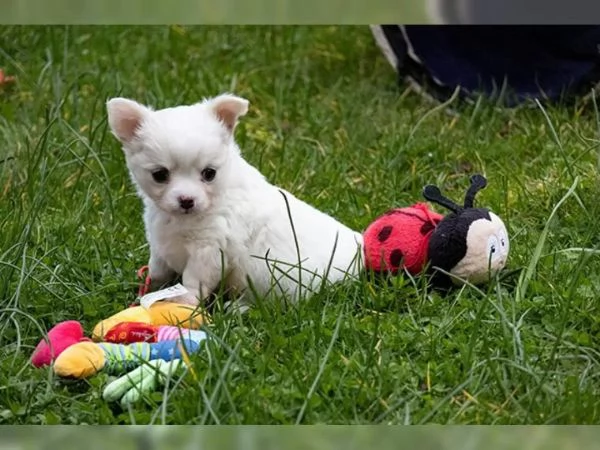 Meravigliosi maschietti chihuahua con pedigree