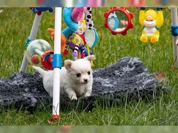 Meravigliosi maschietti chihuahua con pedigree | Foto 3