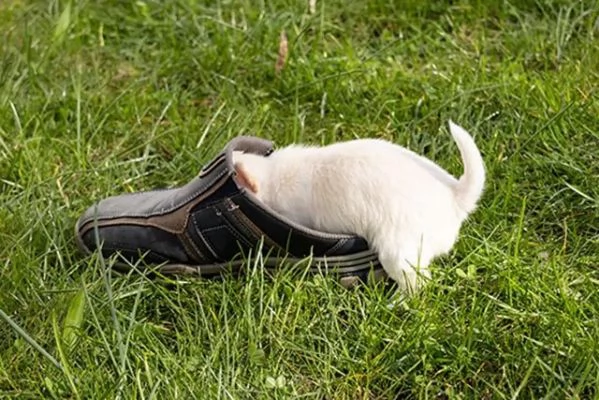 Meravigliosi maschietti chihuahua con pedigree | Foto 1