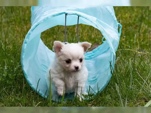 Meravigliosi maschietti chihuahua con pedigree | Foto 0