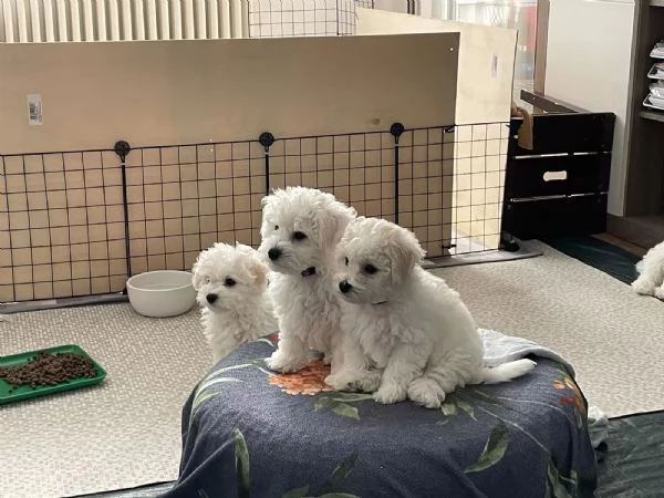 STUPENDI CUCCIOLI DI BICHON FRISE | Foto 1