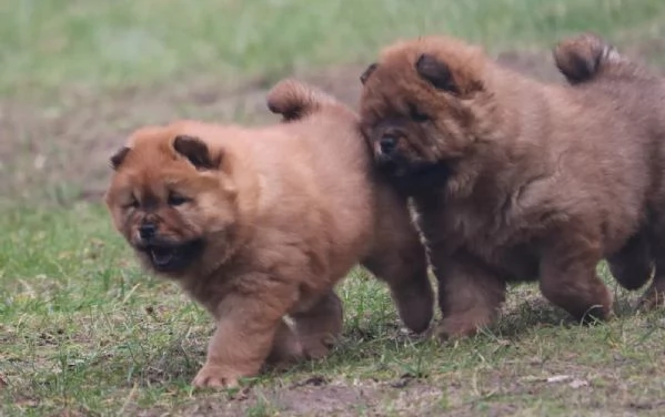 3  Meravigliosi cuccioli di Chow Chow | Foto 3