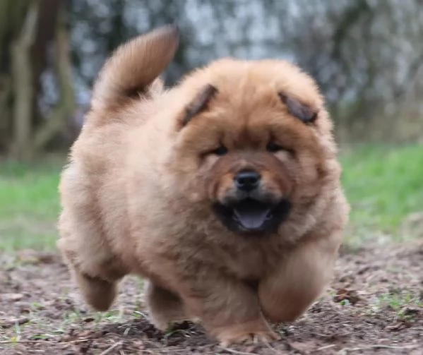 3  Meravigliosi cuccioli di Chow Chow
