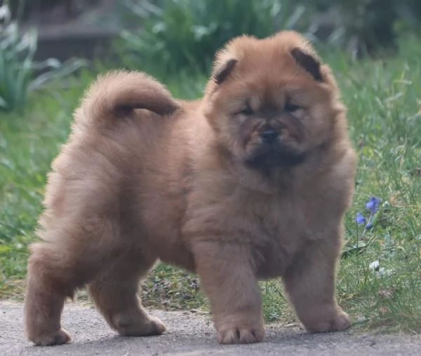 3  Meravigliosi cuccioli di Chow Chow | Foto 1