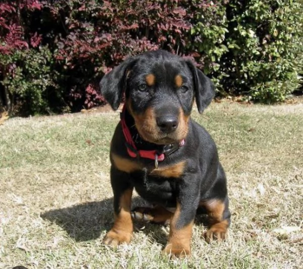  regalo rottweiler | Foto 0