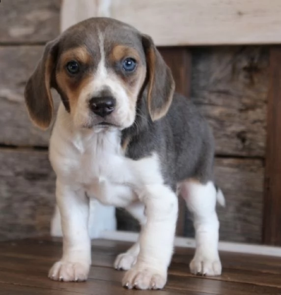  regalo beagle maschio e femmina disponibile | Foto 0
