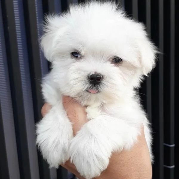 regalò maltese toy,,……. | Foto 0