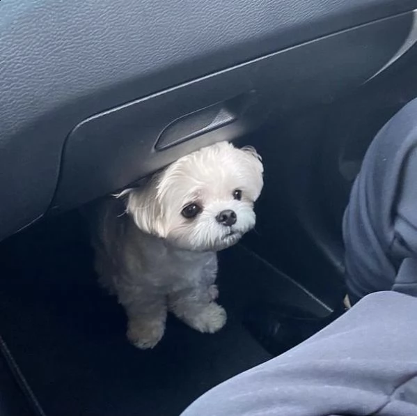 regalò maltese toy,,…….