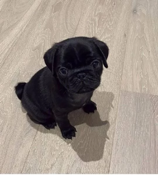  ///…adorabili cuccioli di carlino  disponibili in regalo | Foto 0