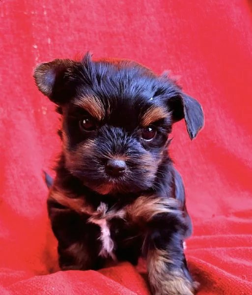  ////….adorabili cuccioli di yorkie  disponibili come regalo | Foto 0