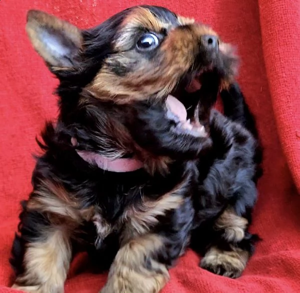  ////….adorabili cuccioli di yorkie  disponibili come regalo
