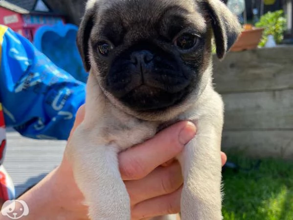 cuccioli di carlino | Foto 2