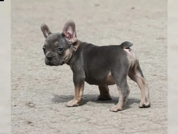 tre cuccioli di bouledogue francese pronto ora 