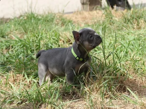 tre cuccioli di bouledogue francese pronto ora  | Foto 3