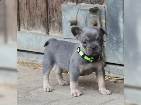 tre cuccioli di bouledogue francese pronto ora  | Foto 2