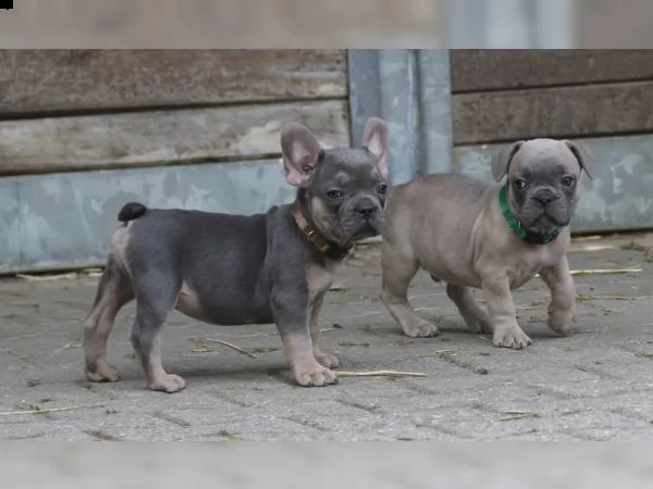 tre cuccioli di bouledogue francese pronto ora  | Foto 1