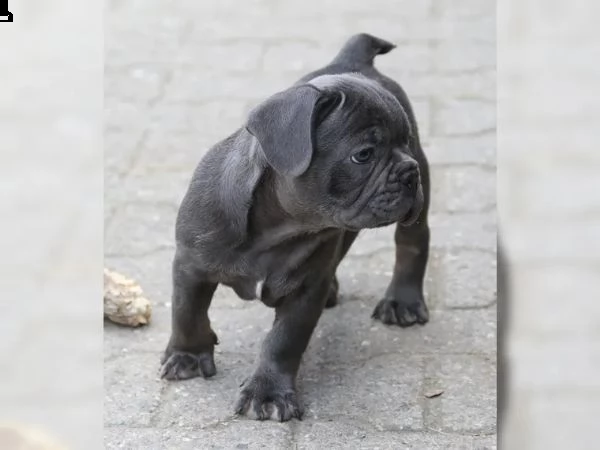 tre cuccioli di bouledogue francese pronto ora  | Foto 0