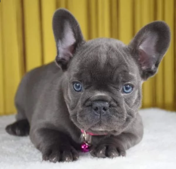 regalò bouledogue francese disponibile——