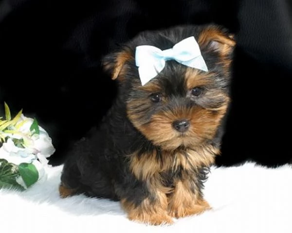regalo yorkshire 