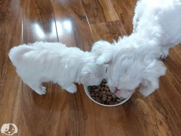 maltese toy cuccioli | Foto 4