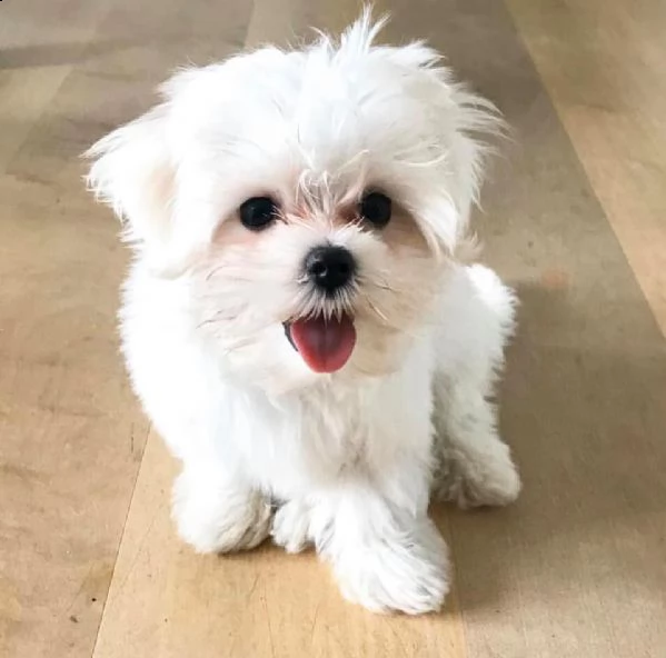 !!!adorabili cuccioli maltesi eccezionali