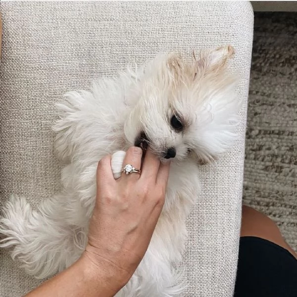 ###adorabili cuccioli maltesi eccezionali##