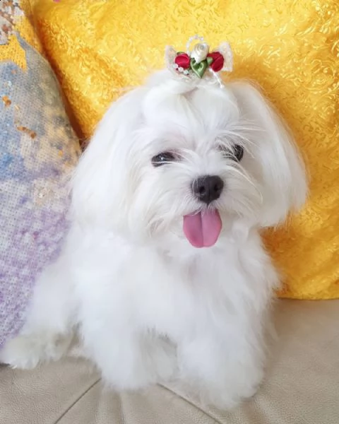 adorabili cuccioli maltesi eccezionali pronti per la loro nuova e adorabile casa per sempre