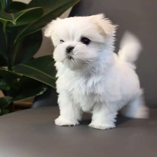 cuccioli maltesi