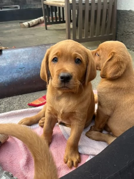 adorabili cuccioli di labrador di razza pura 13 settimane