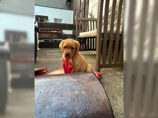 adorabili cuccioli di labrador di razza pura 13 settimane | Foto 4