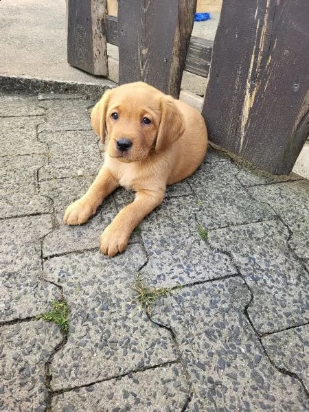adorabili cuccioli di labrador di razza pura 13 settimane | Foto 3