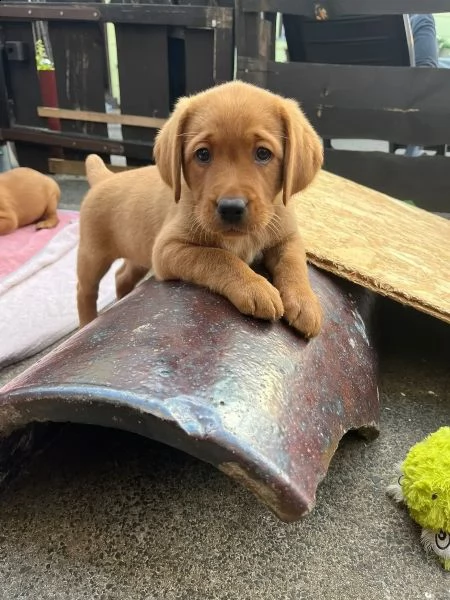 adorabili cuccioli di labrador di razza pura 13 settimane | Foto 2