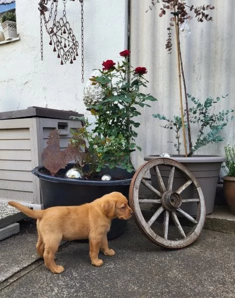 adorabili cuccioli di labrador di razza pura 13 settimane | Foto 1