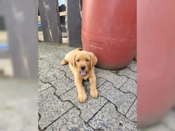 adorabili cuccioli di labrador di razza pura 13 settimane | Foto 0