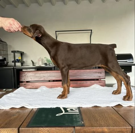dobermann cuccioli in vendita | Foto 6